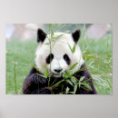 Recherche de panda géant posters Animal