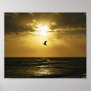 Search for soaring bird posters Birds