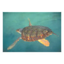 Recherche de toro posters Panama