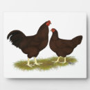 Recherche de poule plaques Rouge