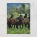 Search for mustang wild horses postcards Mountains