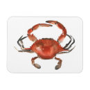 Recherche de crabe magnets Vie marine