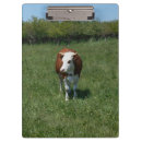 Search for pastural Blue sky