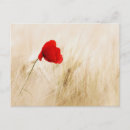 Recherche de pavot cartes postales Floraison