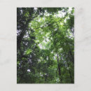 Search for forest walk postcards Trees