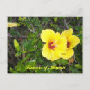 Search for hibiscus flower postcards Photography