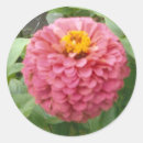 Search for zinnia stickers Pink