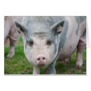 Search for pot bellied pig postcards Belly