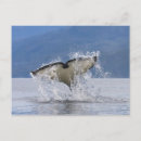 Search for vancouver island postcards Ocean