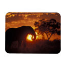 Recherche de parc national chobe magnets Safari