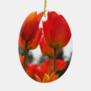 Search for tulip ornaments Plants