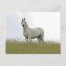 Recherche de le cheval blanc cartes postales Équestre