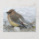 Recherche de jaseur cartes postales Oiseau