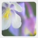 Search for columbine flower stickers Purple