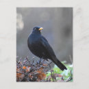 Search for frost vertical postcards Black