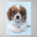 Search for cavalier king charles spaniel posters Puppy