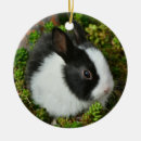 Search for black rabbit ornaments Pet