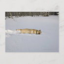 Search for labrador retriever dog postcards Winter