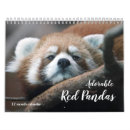 Search for panda gifts Endangered species