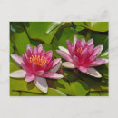 Recherche de nénuphars roses cartes postales Pour tous