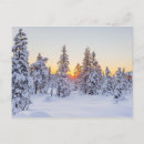 Search for conifer postcards Winter