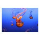 Recherche de ortie Mer