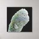 Search for electron micrography posters Black background