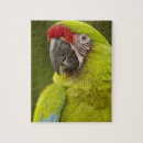 Recherche de aras puzzles Macaw