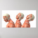 Recherche de anatomy posters Muscles