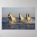 Recherche de herde posters Horse