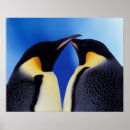 Search for two penguins posters Bird