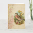 Search for linnet Wildlife