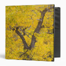 Search for fall colours binders Forest