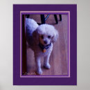 Search for cockapoo posters Poodle