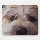 Recherche de visage chien tapis souris Terrier