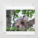 Recherche de maman possum Animaux