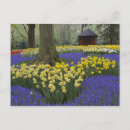 Recherche de muscari cartes postales Jardin