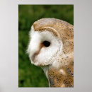 Search for barn owl posters Owls