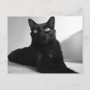 Search for bright eye postcards Cat