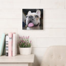 Search for french bulldog clocks Purebred dog