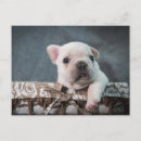 Recherche de french bulldog cartes postales Puppy