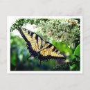 Recherche de ailes jaunes Nature