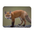 Search for vulpes Global warming