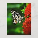 Recherche de beautiful cartes postales Vintage