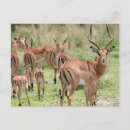 Search for okavango postcards Wildlife