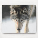 Search for wolf hunt mousepads Nature