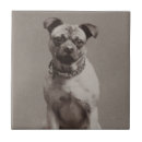 Recherche de canines carreaux Animaux familiers