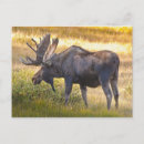 Recherche de orignal cartes postales Automne