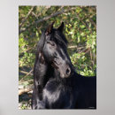 Search for andalucian Black