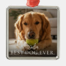 Search for script pet supplies Create your own